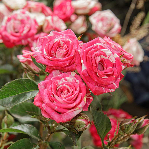 Роза спрей Флэшинг Садовита