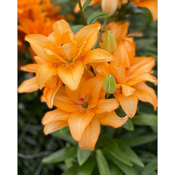 Лилия Баттерфляй Твинкл 12/14 2 Эконом шт 