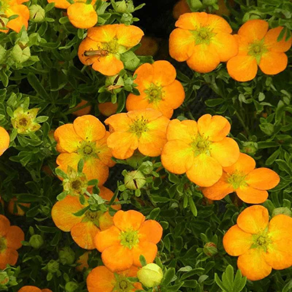 Лапчатка кустарниковая Сансет P9 шт Садовита