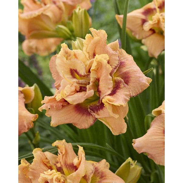 5410 Биг-Пак Лилейник Ёрли Ёрли Трафл I 25 шт 