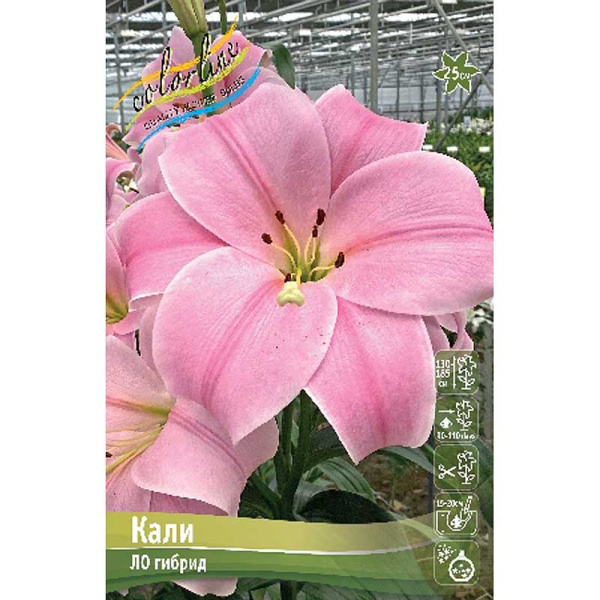 Лилия Кали 10/12 7 шт 