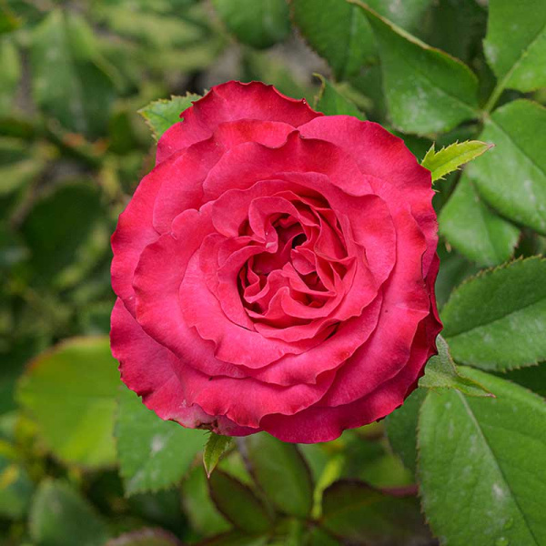 Роза Чайно-гибридная Кантри Блюз Садовита