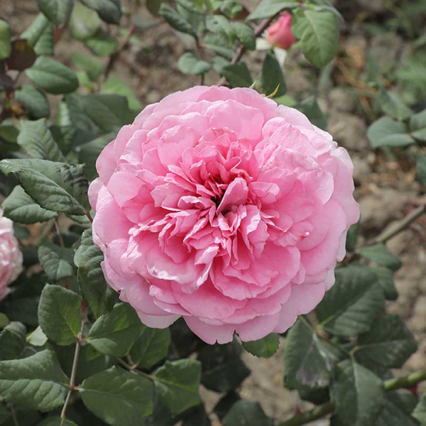 Роза шраб Элоди Госсюин Садовита