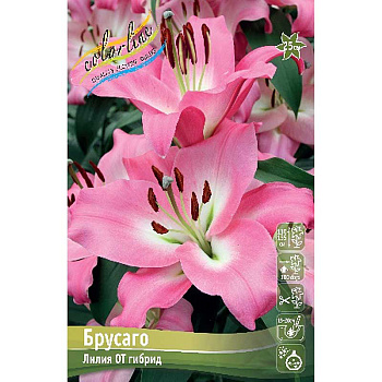 Лилия Брусаго 14/16 25 шт Биг-Пак 11199