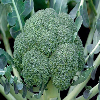 Капуста брокколи Монако 2500шт Сингента