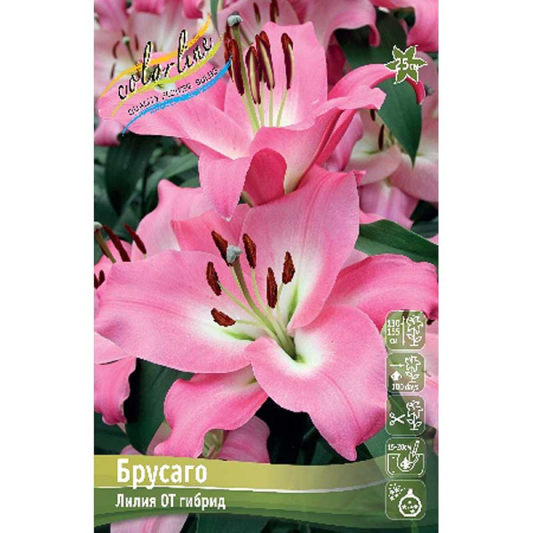 Лилия Брусаго 14/16 25 шт Биг-Пак 11199