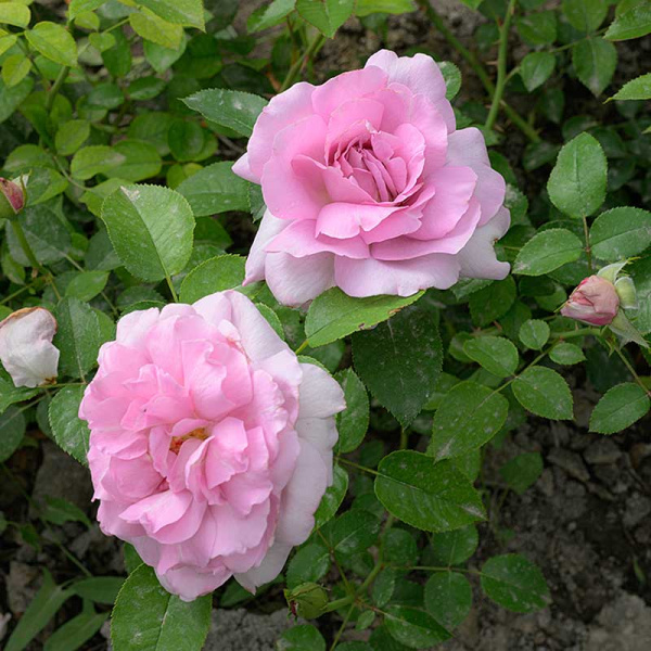 Роза Флорибунда Лав Сонг Садовита