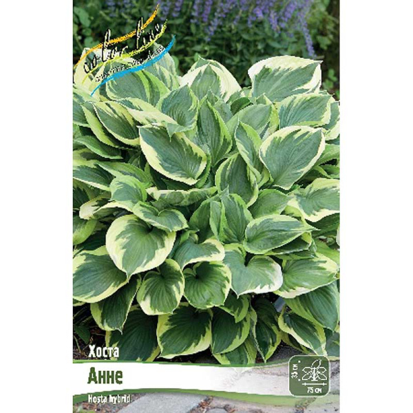 Хоста Анне 1 n 25 шт Биг-пак 5882