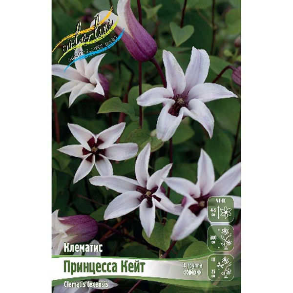Клематис Принцесса Кейт I 1 шт