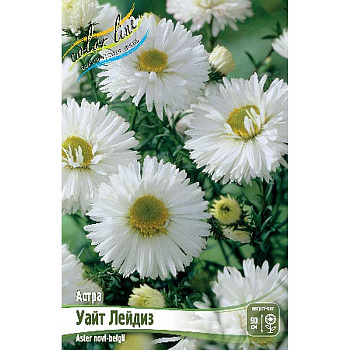 Астра Уайт Лейдиз I 1 шт
