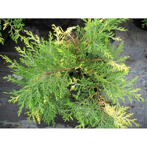 Микробиота Перекрестнопарная Голдспот P9 15-20