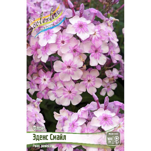 Флокс Эденс Смайл I 2 шт