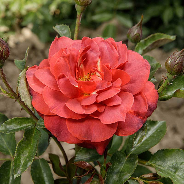 Роза флорибунда Хот шоколад Садовита