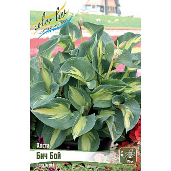 Хоста Бич Бой 1 n 25 шт Биг-пак 5937