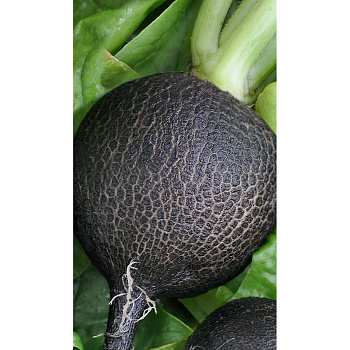 Редька Чернавка 1гр Садовита Ц