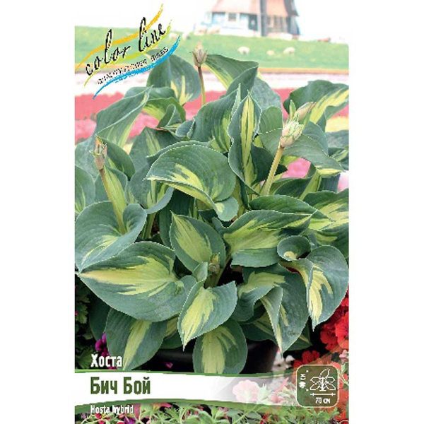 Хоста Бич Бой 1 n 25 шт Биг-пак 5937