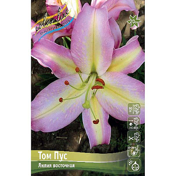 Лилия Том Пус 12/14 25 шт Биг-пак 11177