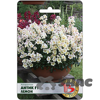 Антирринум Антик F1 Лемон Биотехника Ц 