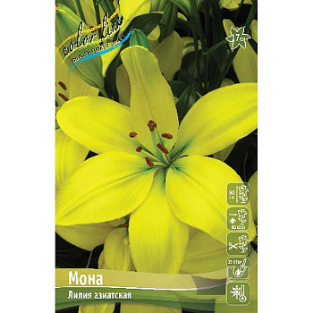 Лилия Мона 12/14 7 шт 
