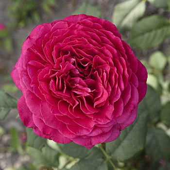 Роза чайно-гибридная Иоганн Вольфганг фон Гете Садовита