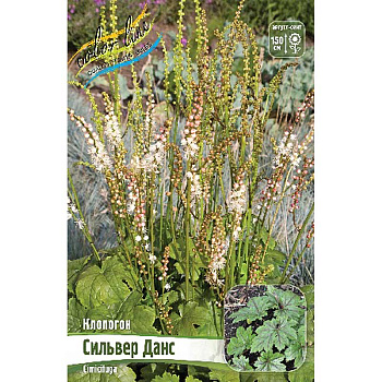 Клопогон Сильвер Данс I 1 шт