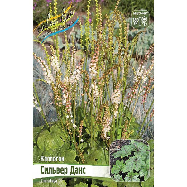 Клопогон Сильвер Данс I 1 шт