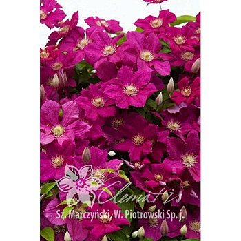 Клематис Эрнест Маркхем C2 шт