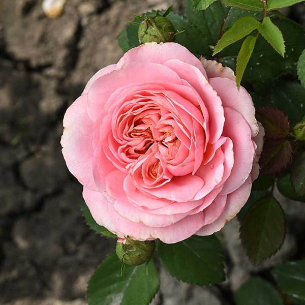 Роза Чайно-гибридная Кэнди Экспрешн Садовита