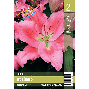 Лилия Прайано 12/14 2 Эконом шт 