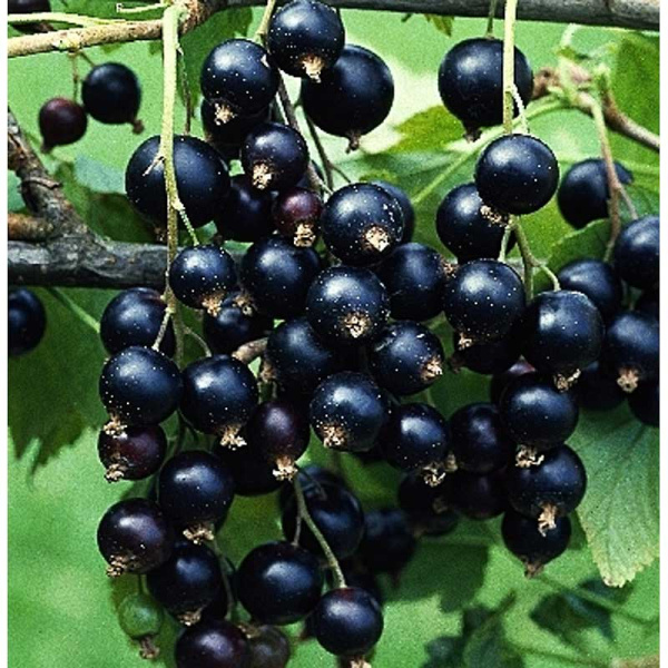 Смородина Чёрная Титания P9