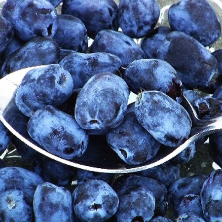 Жимолость Камчатская Бореалис P9