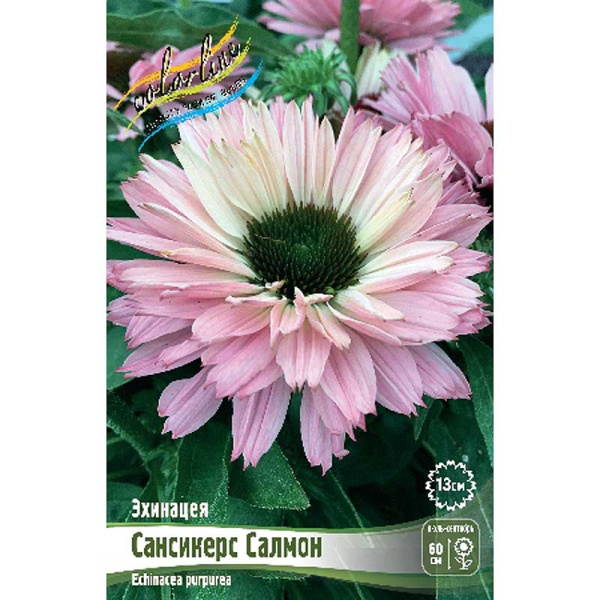 5617 Биг-Пак Эхинацея Сансикерс Салмон I 25 шт 