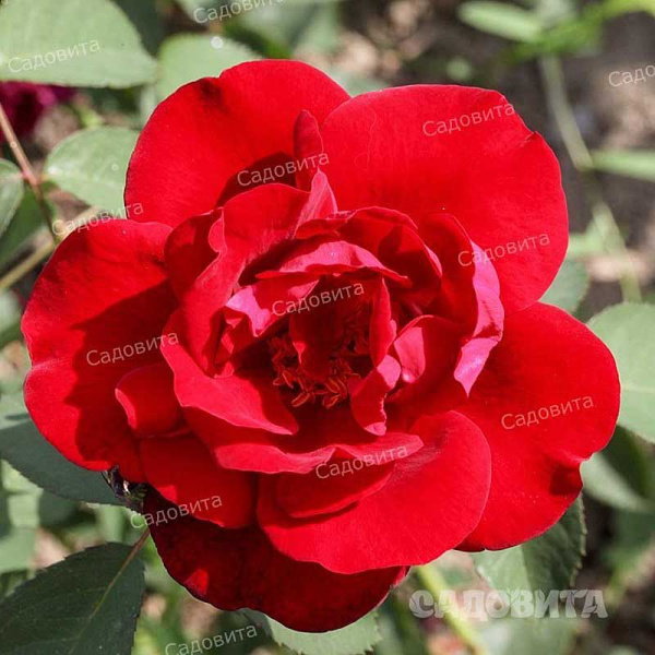 Роза плетистая Рэд Рамблер Садовита