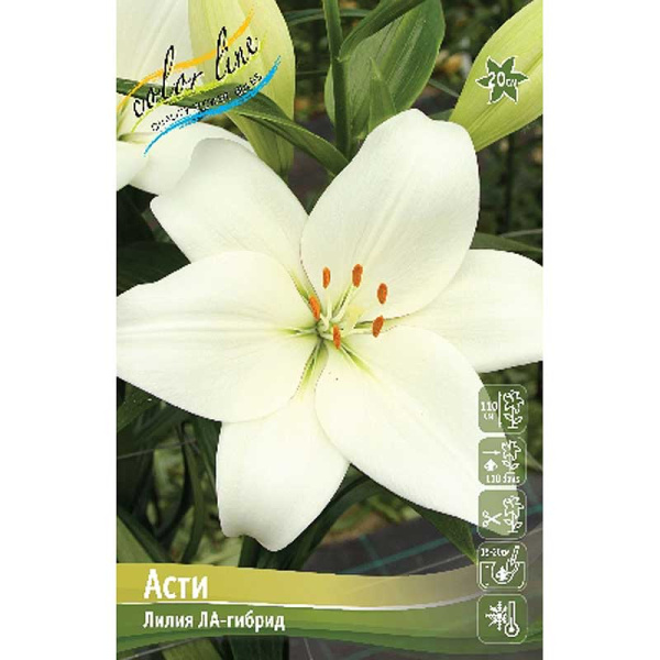 Лилия Асти 12/14 7 шт 