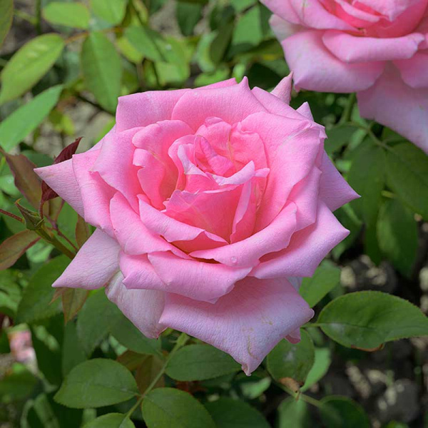 Роза чайно-гибридная Эйфелева башня Садовита