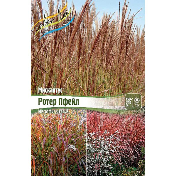 Мискантус Ротер Пфейл 2/3 2 шт