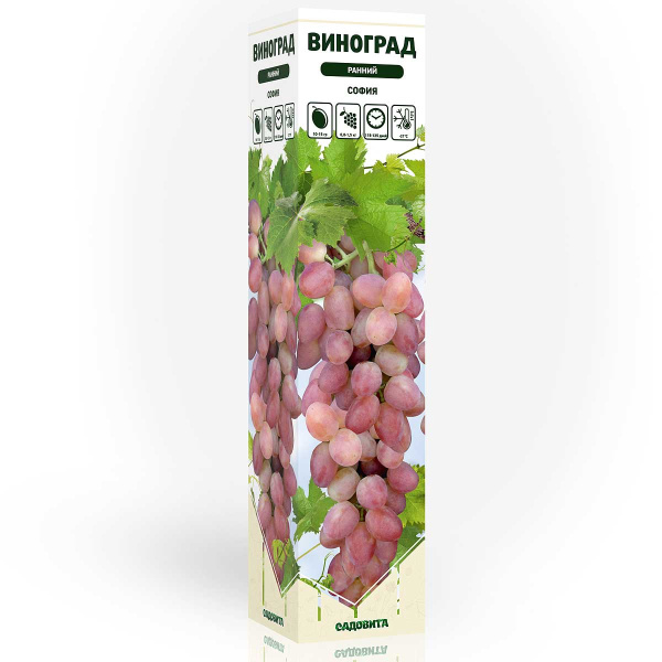 Виноград София ранний Садовита