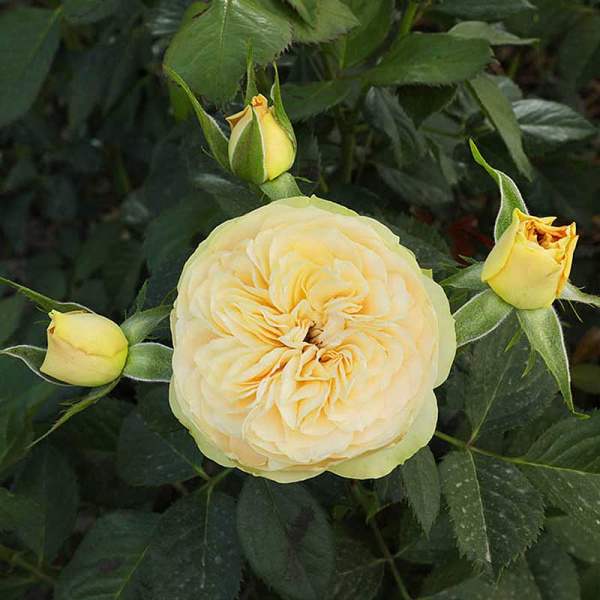 Роза шраб Шампань Рококо Садовита