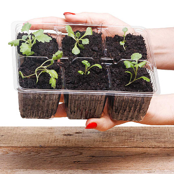 Кассета д/рассады мини 6 ячеек ПРОЗР 165мл х340 