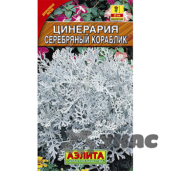 Цинерария Серебряный кораблик Аэлита Ц 