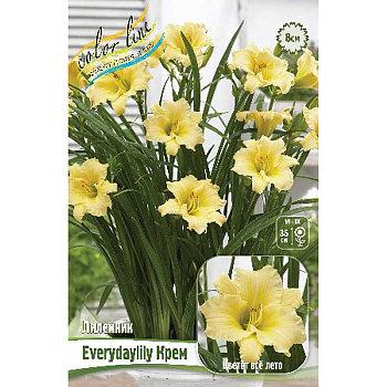 Лилейник Everydaylily Крем I 1 шт