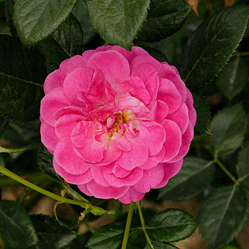 Роза почвопокровная Сиреневый Дождь Садовита