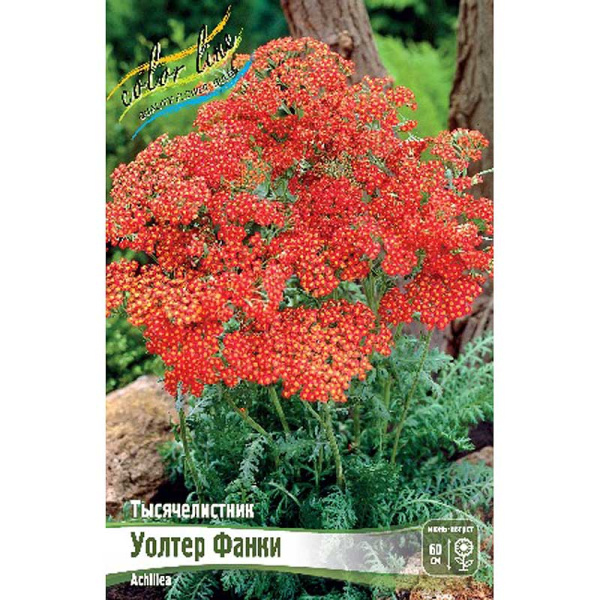 Тысячелистник Уолтер Фанки I 1 шт