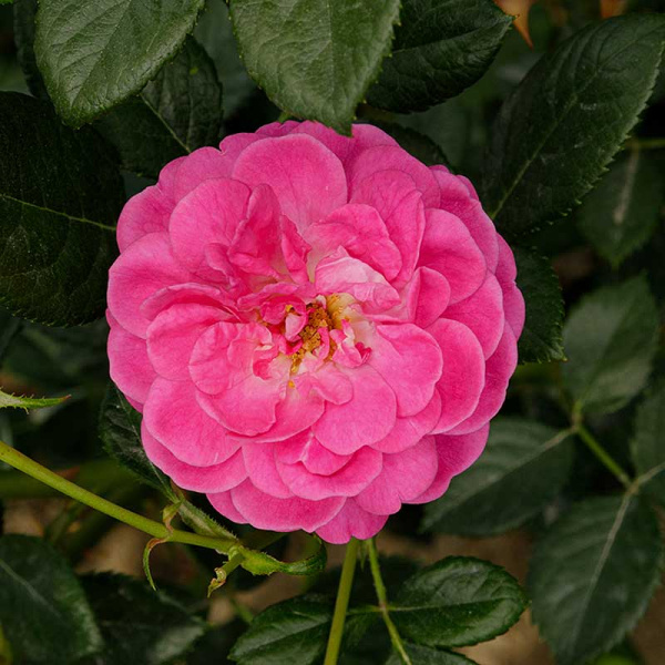 Роза почвопокровная Сиреневый Дождь Садовита