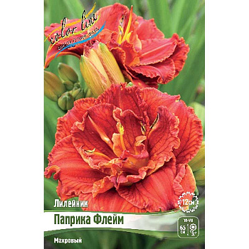 Лилейник Паприка Флейм I 1 шт