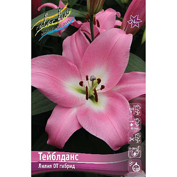 Лилия Тейблданс 12/14 5 шт 