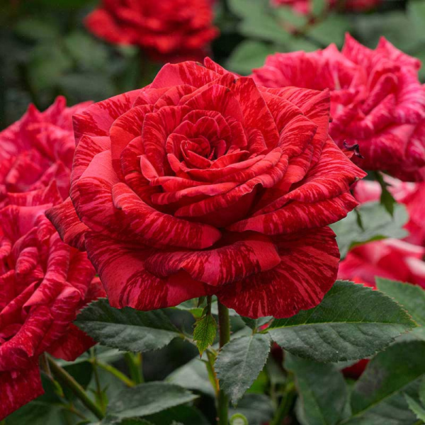 Роза чайно-гибридная Рэд Интуишн Садовита