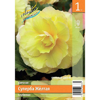 Бегония Суперба Желтая 4/5 1 Эконом шт 