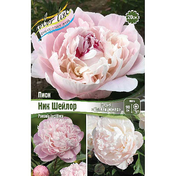 Пион Ник Шейлор 2/3 n 10 шт Биг-Пак 16373 