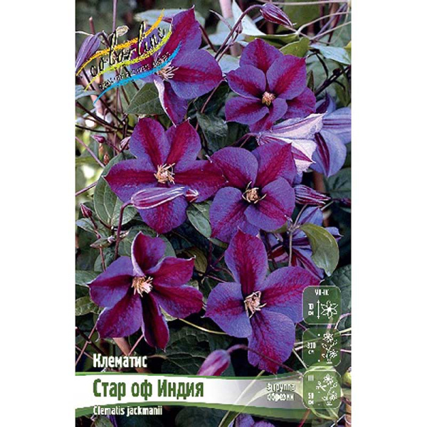 Клематис Стар Оф Индия I 2 шт